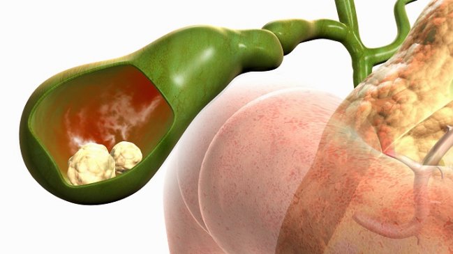 ¿Cuáles son los órganos inútiles en el cuerpo humano?