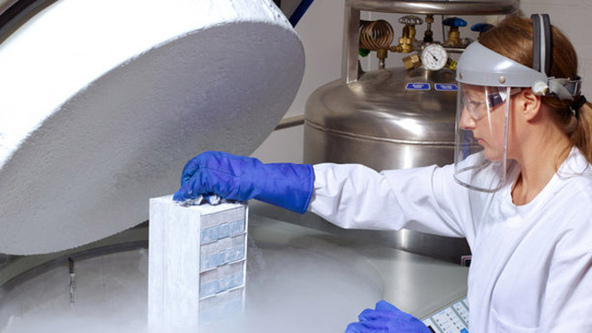 Apple y Facebook financian congelación de óvulos de sus empleadas