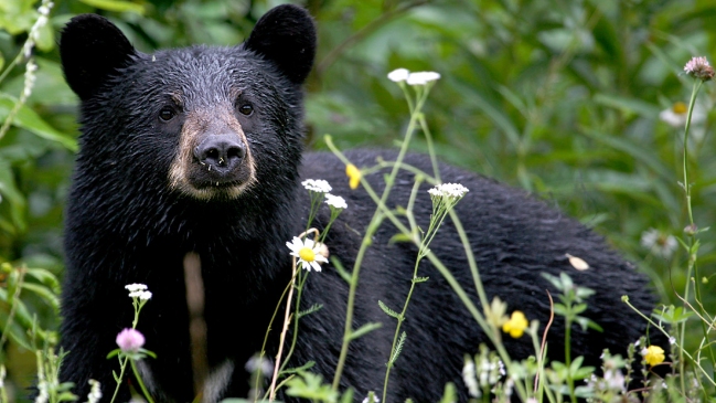 Oso devoró el cadáver de un hombre que murió en un bosque en EE.UU.