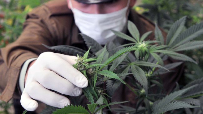 Carabineros decomisó 37 plantas de marihuana a estudiante de agronomía