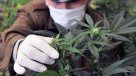 Carabineros decomisó 37 plantas de marihuana a estudiante de agronomía