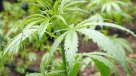 Puerto Rico: Niño de un año dio positivo por marihuana en prueba toxicológica