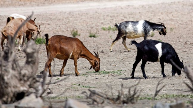 Los desafíos de Indap para enfrentar la sequía y potenciar el comercio de pequeños agricultores