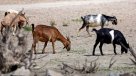 Los desafíos de Indap para enfrentar la sequía y potenciar el comercio de pequeños agricultores