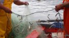 Pescadores del Biobío: Veda de sardina y anchoveta sólo favorece a grandes industrias