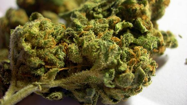 Fundación Daya y La Florida iniciaron plantación de cannabis medicinal