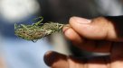 Fundación Paréntesis: Se puede abrir la puerta responsablemente al uso medicinal de la cannabis
