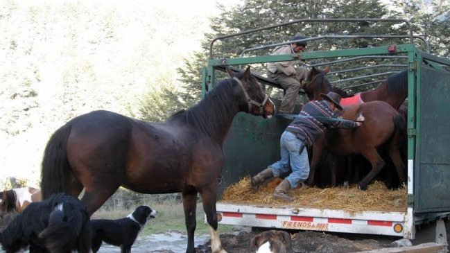 Ganado chileno cruzará hacia Argentina en busca de forraje