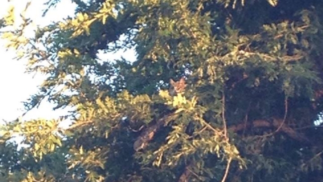 Gato fue rescatado por Bomberos tras pasar siete días atrapado en un árbol gigante