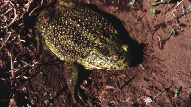 Ranas detuvieron construcción de puente en Villa Alemana