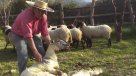 Paine recibe una fiesta de esquila y cerveza