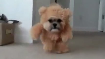 El perro disfrazado de oso que se volvió viral