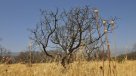 La grave sequía que afecta a la provincia de Petorca