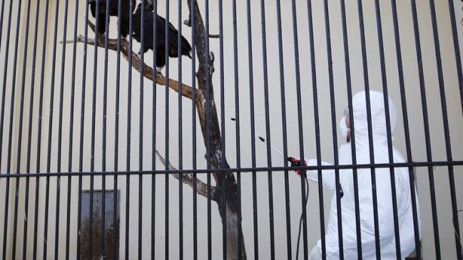 Un caso de gripe aviar en una granja de patos en Inglaterra