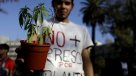 Avanza en la Cámara proyecto para despenalizar autocultivo de marihuana