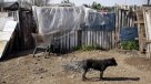 Cepal: Las trampas de la desigualdad afectan la productividad
