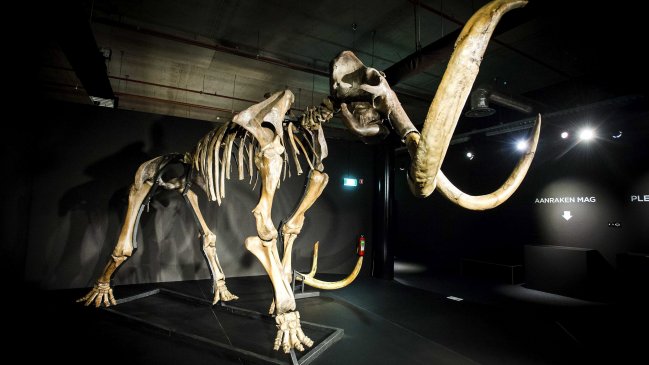 Esqueleto de mamut fue subastado en 300 mil dólares en el Reino Unido