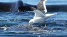 La desconocida batalla que las ballenas no pueden ganarle a las gaviotas