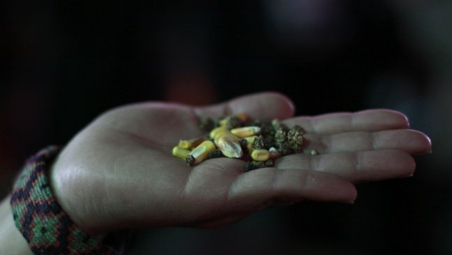 Experto: Los transgénicos no fueron creados para salvar al mundo