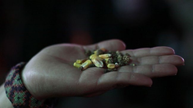 Experto: Los transgénicos no fueron creados para salvar al mundo