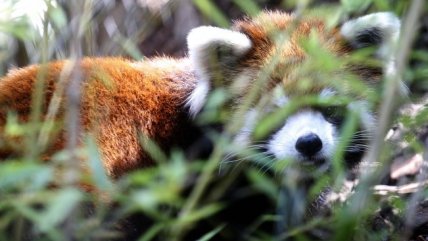  Zoológico nacional presentó pareja de pandas rojos 