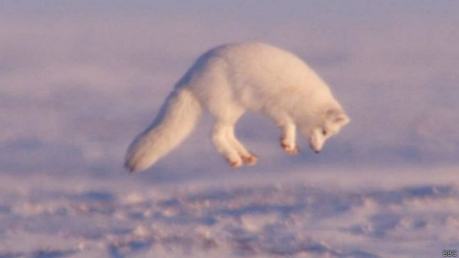 Científicos indican que el hielo del Ártico es más resistente de lo que creían