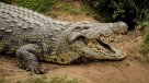 El cocodrilo más longevo del mundo cumplió 114 años
