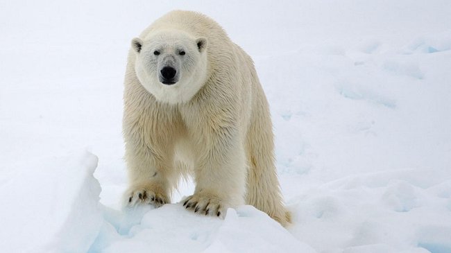 De quién es el Polo Norte y qué intereses tienen los países que reclaman su territorio