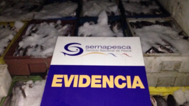 Sernapesca decomisó 12 toneladas de merluza común en el Maule