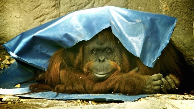 El caso de la orangután reconocida como 