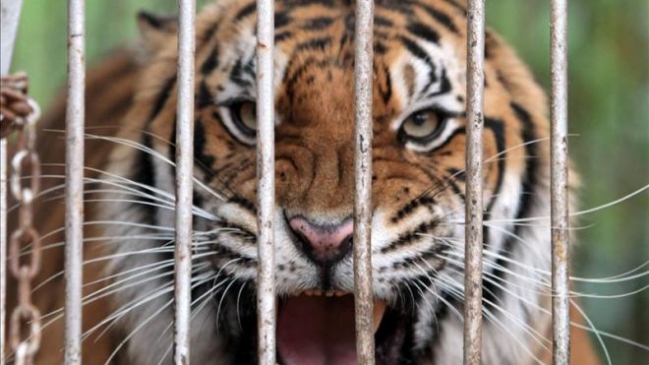 Empresario chino condenado a 13 años de cárcel por comerse tres tigres