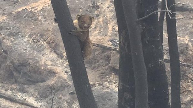 Miles de personas fueron evacuadas a causa de graves incendios al sur de Australia