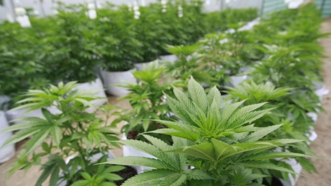 SAG autoriza segundo cultivo de marihuana con fines medicinales
