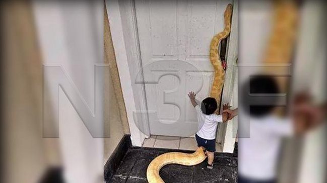 Familia argentina tenía serpiente pitón de 3,5 metros como mascota