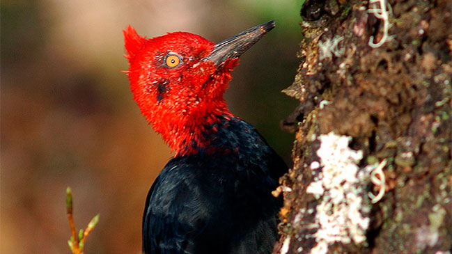 Imagen foto_00000003