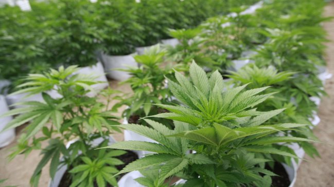 Jamaica espera legalizar el consumo de marihuana  