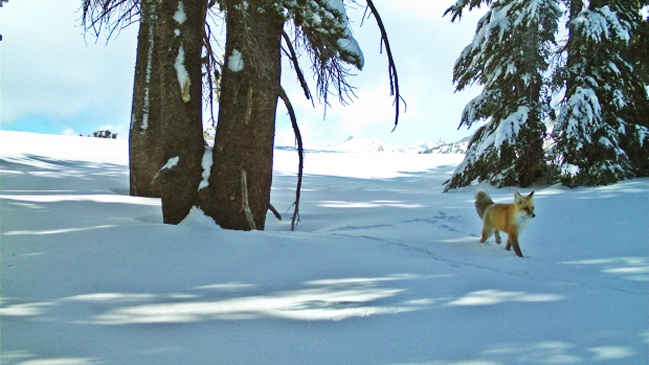 Avistan por primera vez en 100 años a raro ejemplar de zorro en Estados Unidos