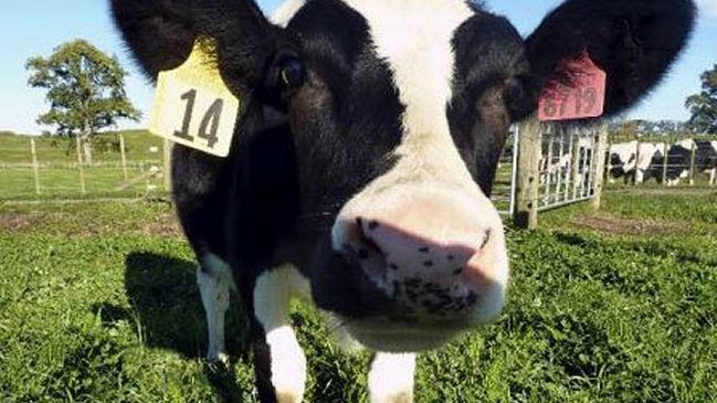 Una aplicación africana calcula las vacas que cuesta una esposa
