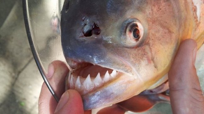 Niña de seis años fue devorada por pirañas en Brasil