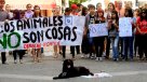 Manifestantes protestaron por ley que permite captura de perros salvajes o bravíos