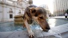 SAG: La Ley de Caza no se aplica a los perros que deambulan en las ciudades