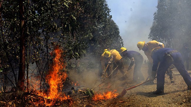 Incendio forestal ha destruido más de 2.000 hectáreas en la Región del Biobío