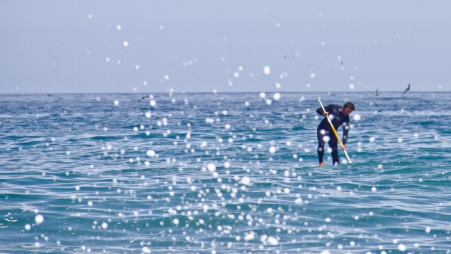 Ocho millones de toneladas de plástico son vertidos al mar al año