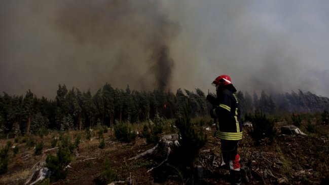 Intendencia e incendios en el Biobío: 