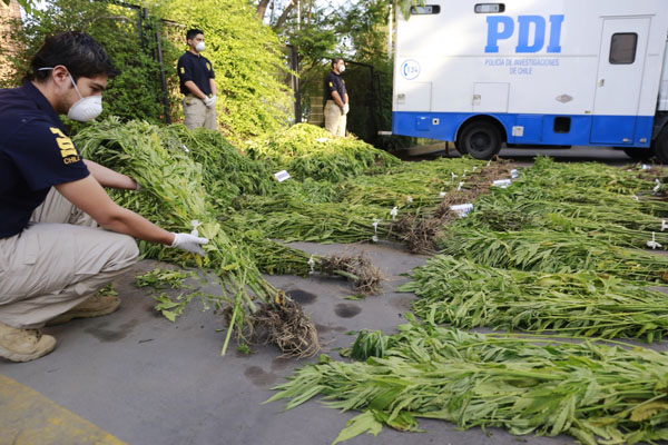 Policía incautó a tiros millonaria plantación de marihuana en Melipilla