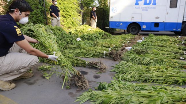 Policía incautó a tiros millonaria plantación de marihuana en Melipilla