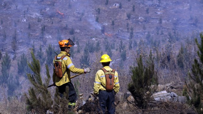 Incendios forestales han consumido 11.500 hectáreas