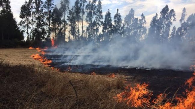 Más de 100 incendios forestales se registraron este jueves