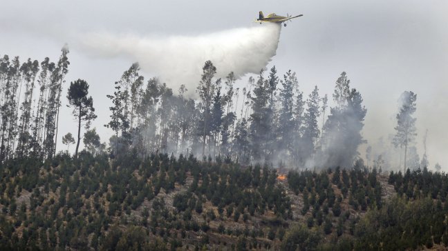 Onemi: 40 incendios forestales activos en el país