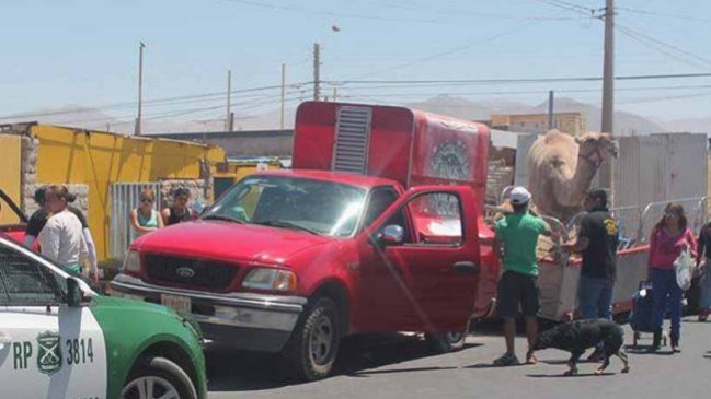 Mujer fue mordida por un camello en Calama
